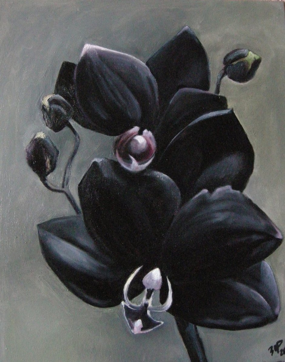 Черная Орхидея картина