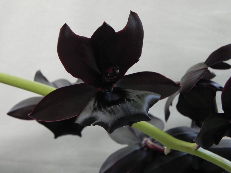 Орхидея Fredclarkeara after Dark 'SVO Black Pearl'