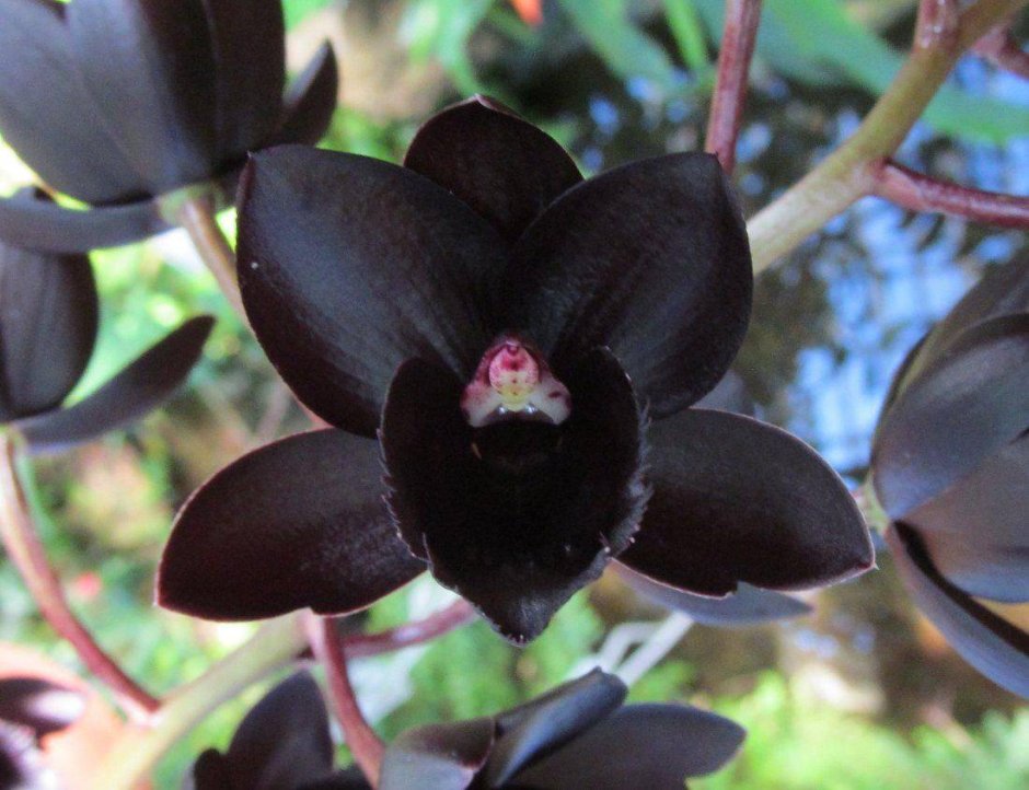 Фредкларкеара Орхидея