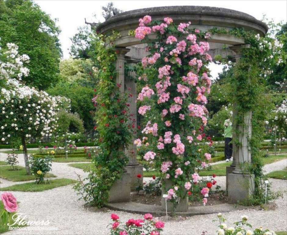 Плетистые розы клаймберы сорта