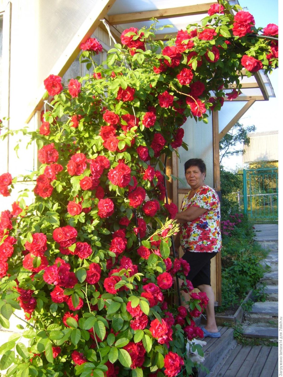 Розы плетистые клаймберы