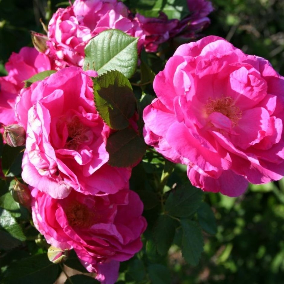 Роза канадская (Rose Canadian Morden Centennial