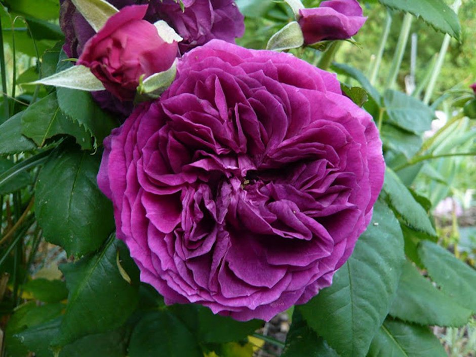 Роза шраб "Purple Lodge"