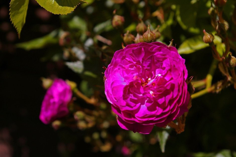 Bleu Magenta роза плетистая