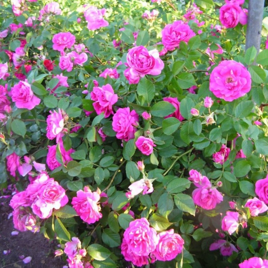Роза канадская Парковая Дэвид Томпсон