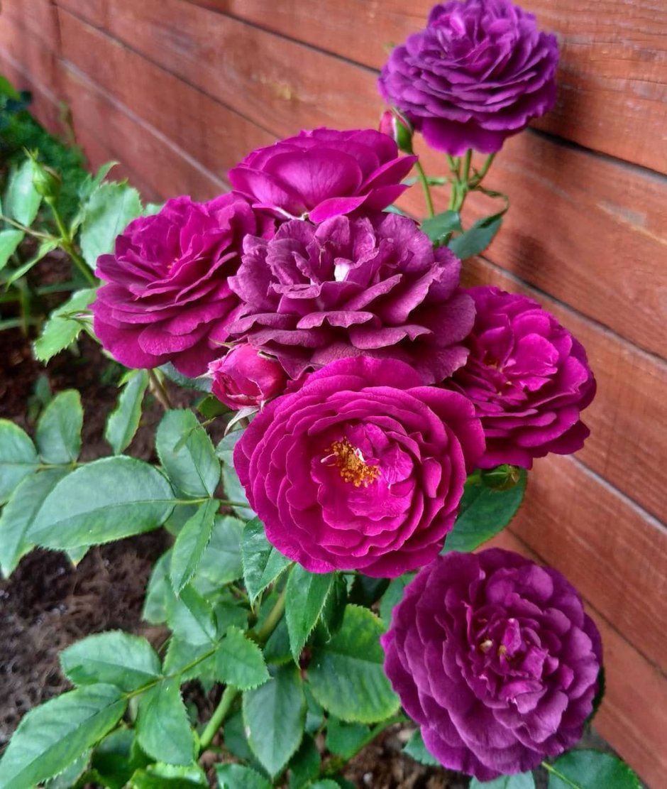 Перпл Лодж Purple Lodge роза