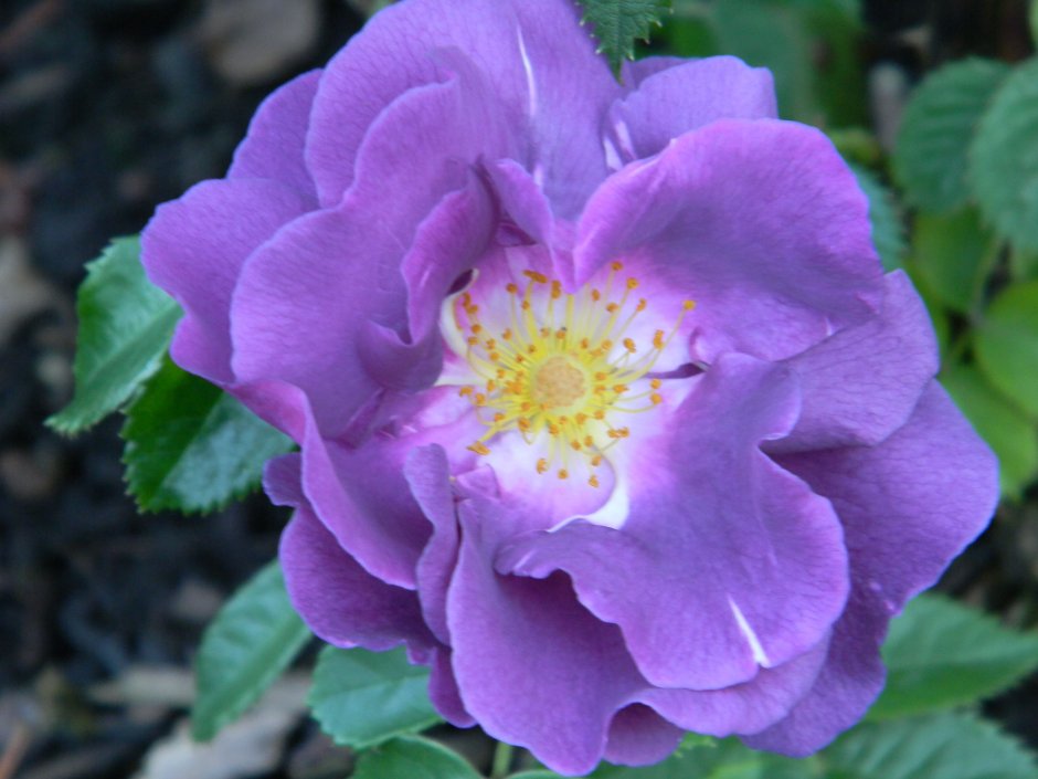 Purple Lodge роза