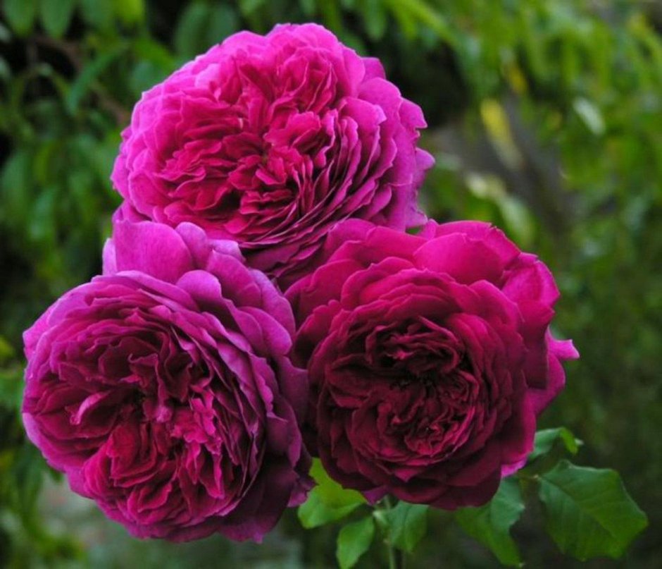 Перпл Лодж Purple Lodge роза