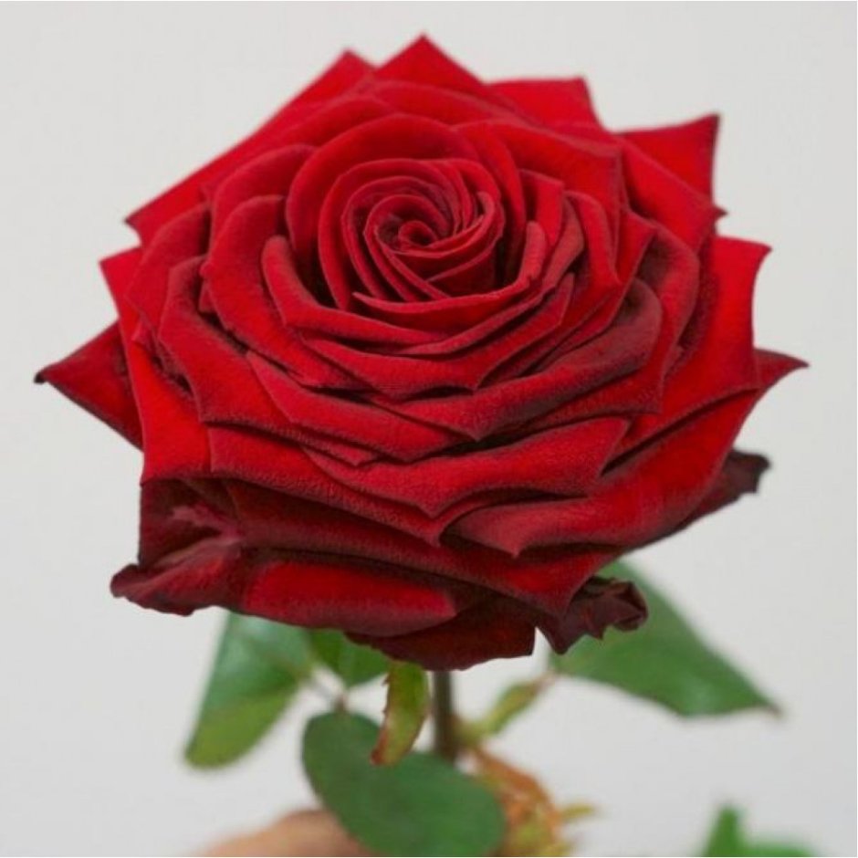 Red Naomi роза