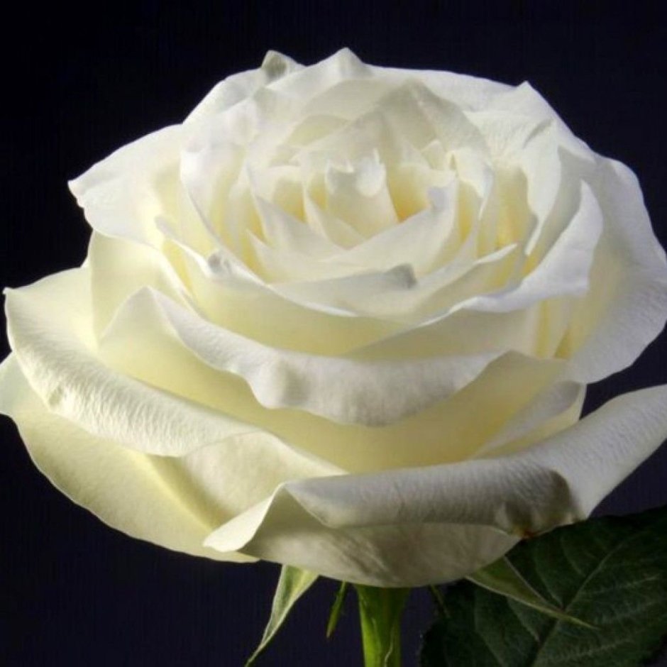 Роза чайно-гибридная белый шоколад