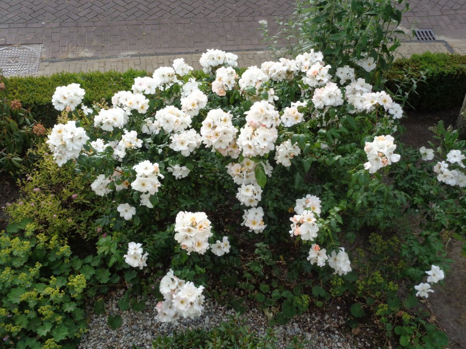 Мускусные розы Sally holmes