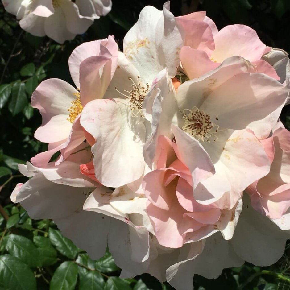 Мускусные розы Sally holmes