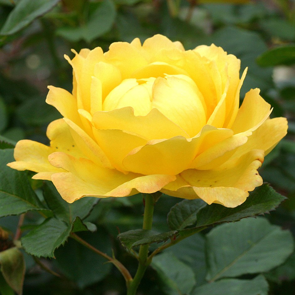Роза Парковая Чайнатаун
