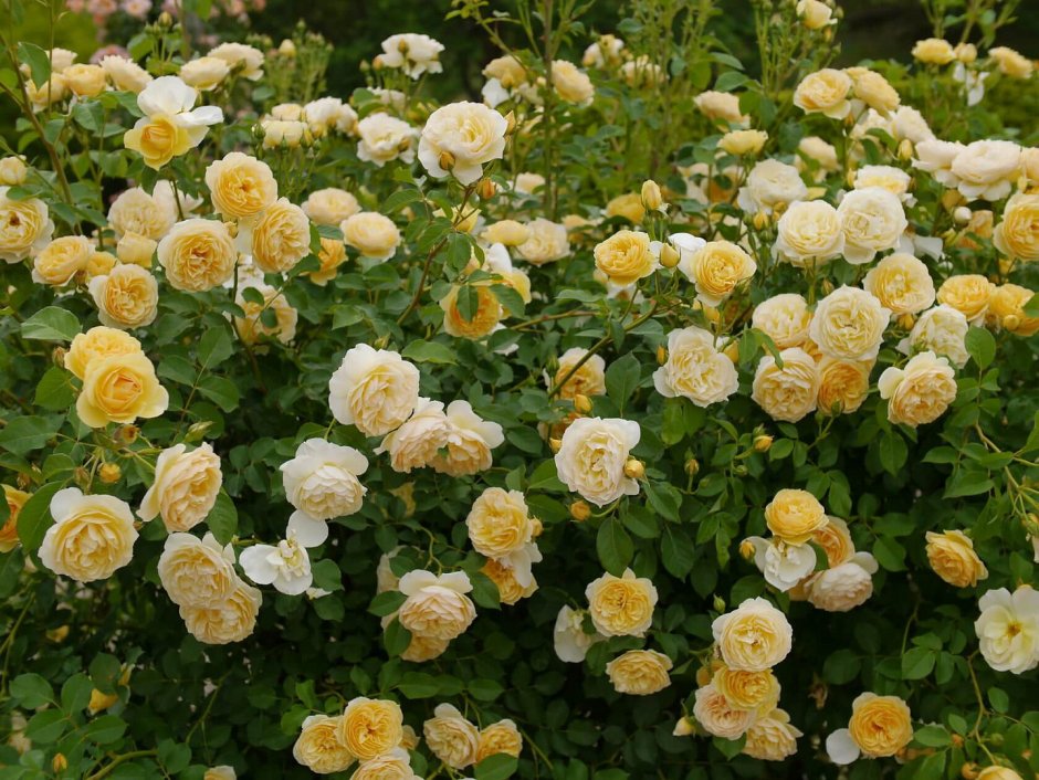 Парковая роза Грэхам Томас