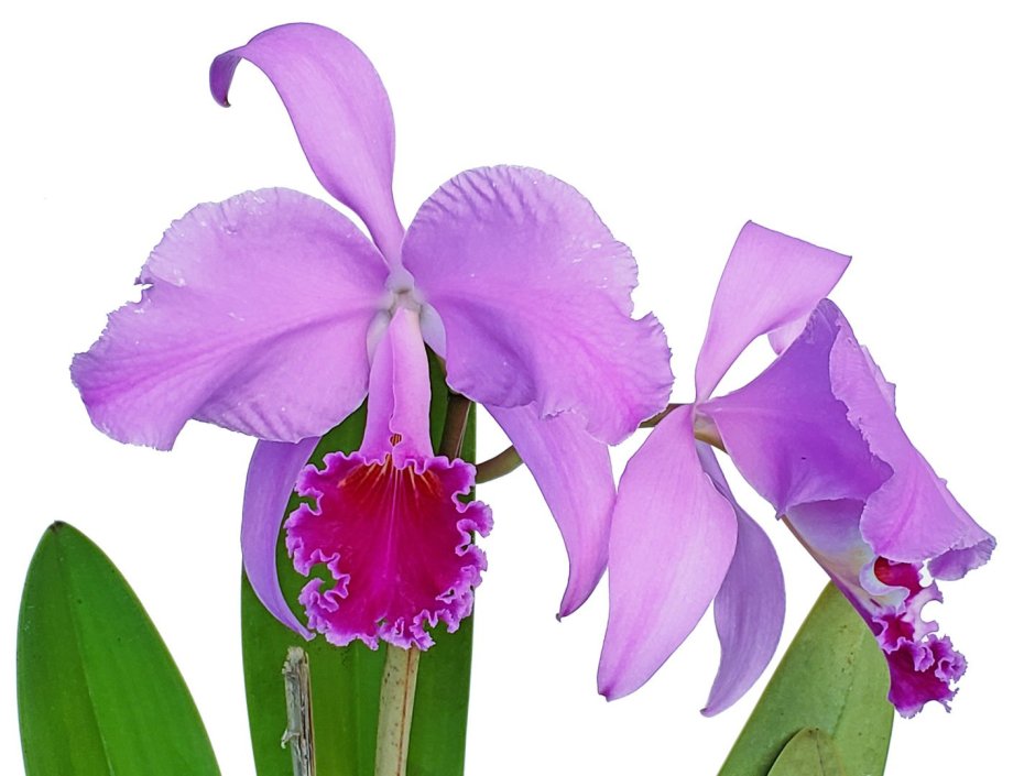 Орхидея Cattleya trianaei “Patricia”