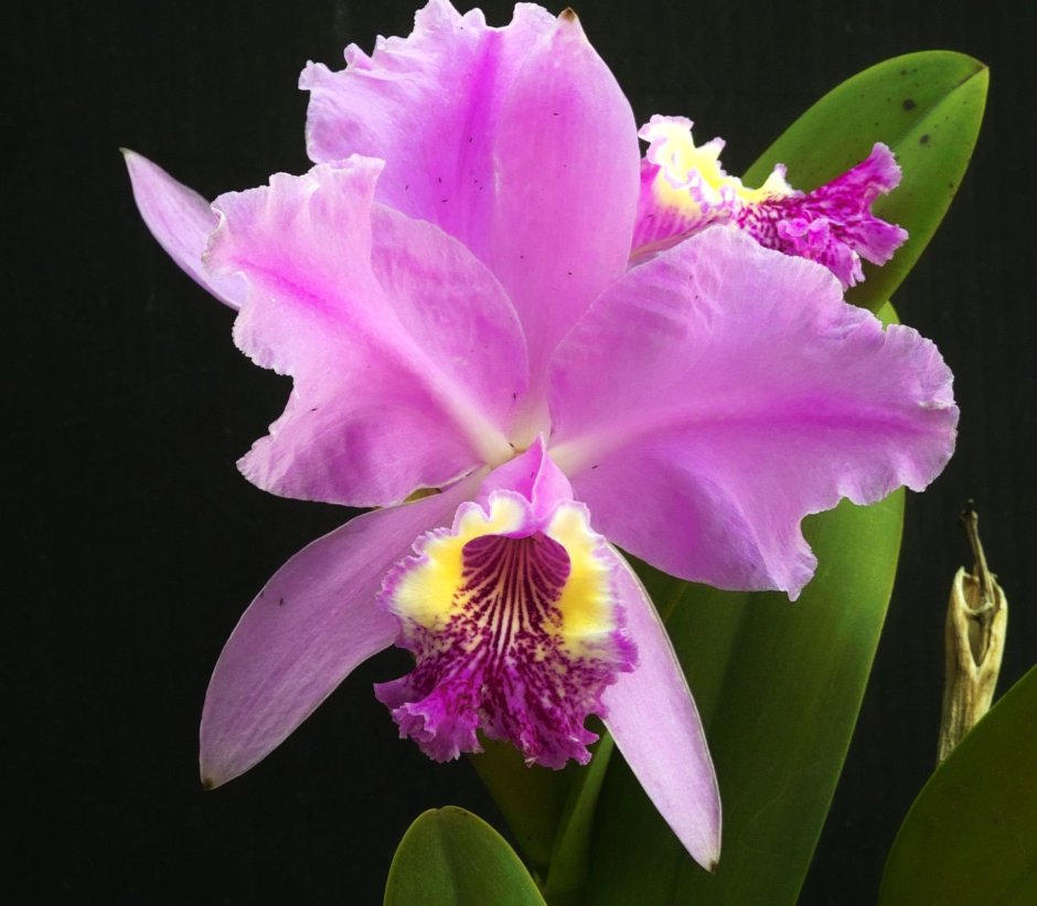 Орхидея колумбийская Каталея