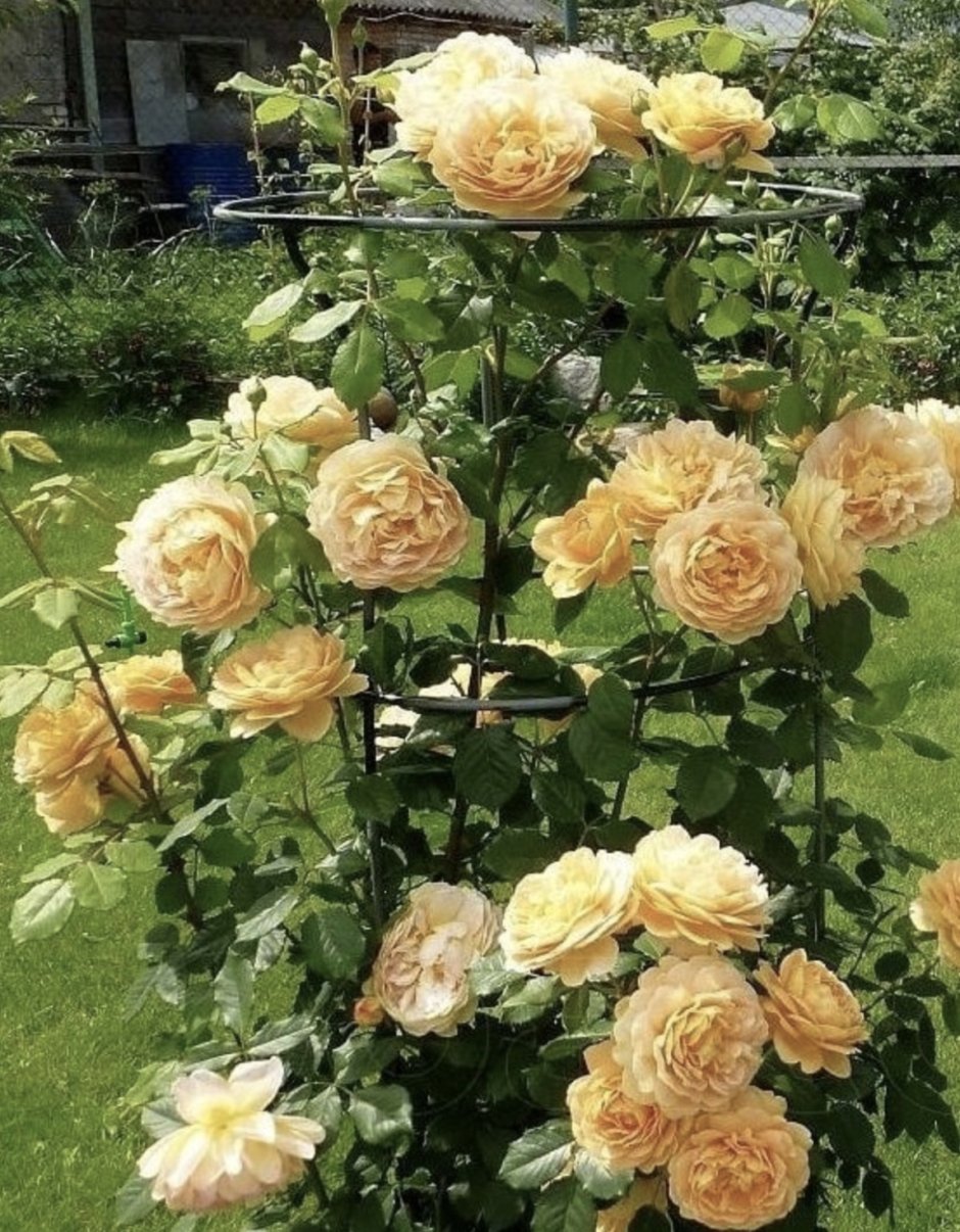 Роза Голден Селебрейшен в саду