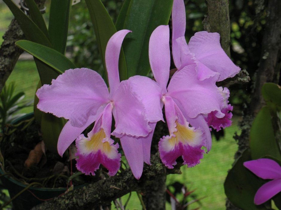Орхидея Cattleya trianae
