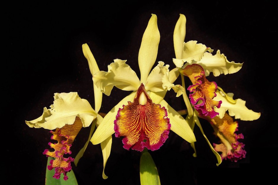 Довиана Орхидея Каттлея