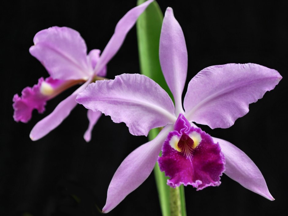 Катлея Орхидея Каттлея