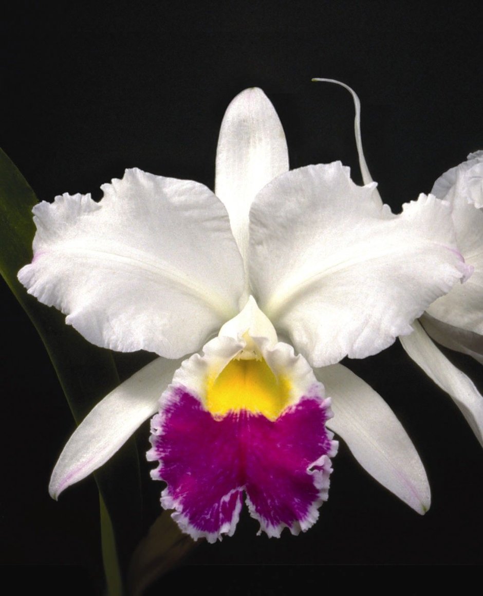 Орхидея Каттлея белая