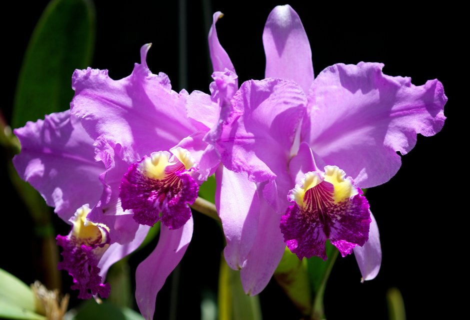 Орхидея Каттлея сиреневая