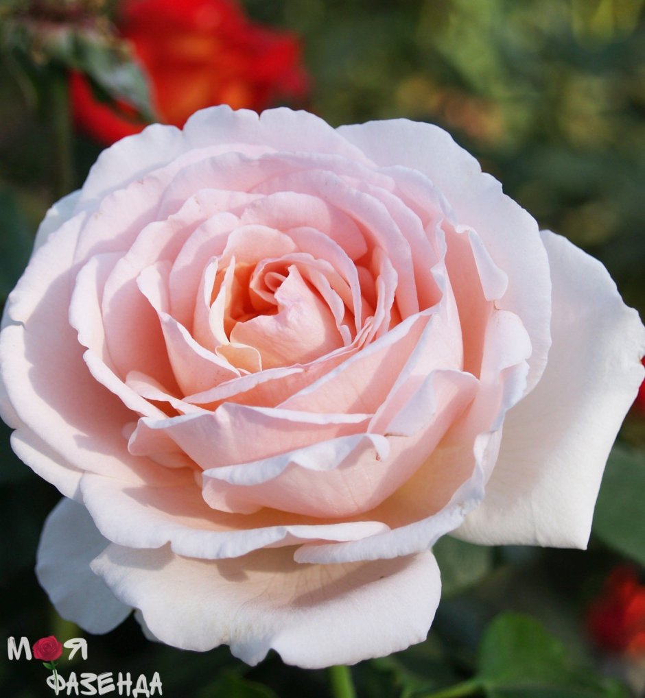 Роза чайно-гибридная "Andre le notre "