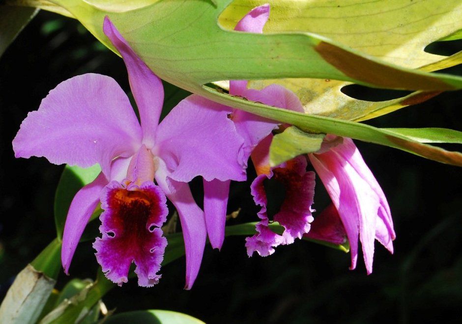 Орхидея Колумбия Каталея