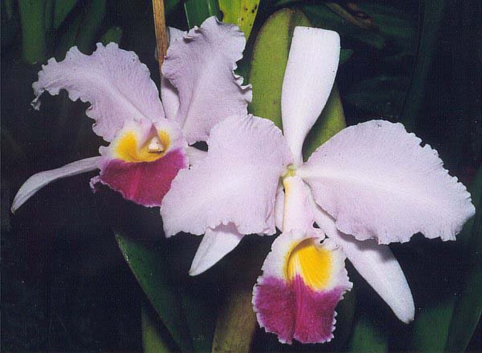 Орхидея Cattleya trianae