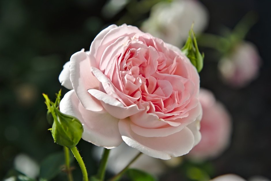 Старые розовые, многолепестковые р дамасские розы