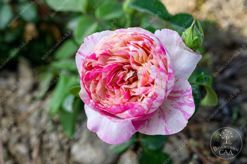 Розы Волжский сад