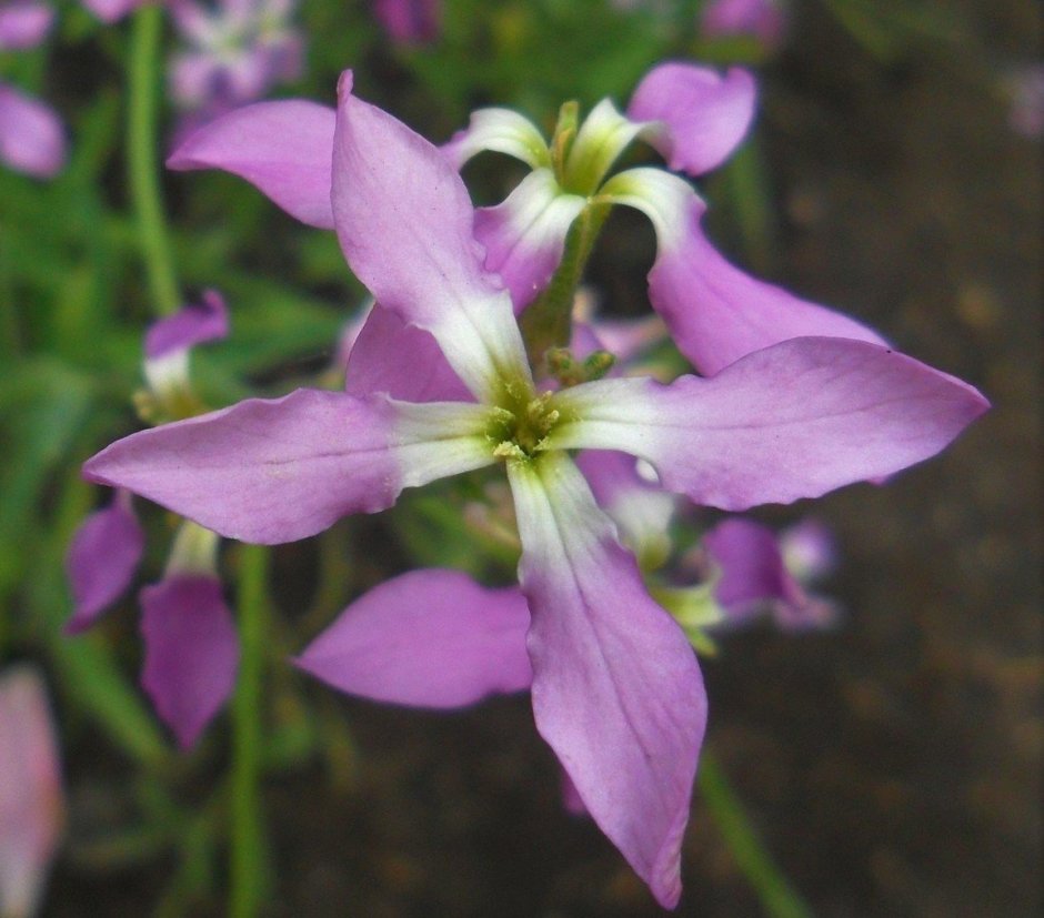 Цветы маттиола двурогая
