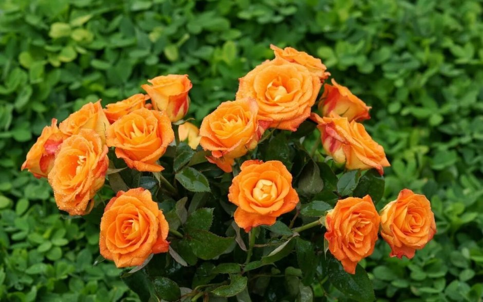Роза Лайт оранж