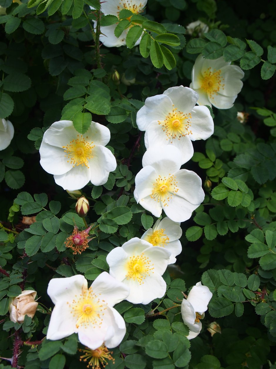 Роза бедренцоволистная r. spinosissima зимой