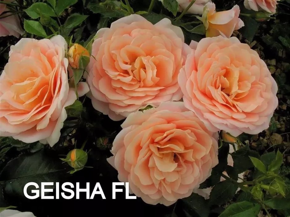 Роза бенгали флорибунда, Топалович