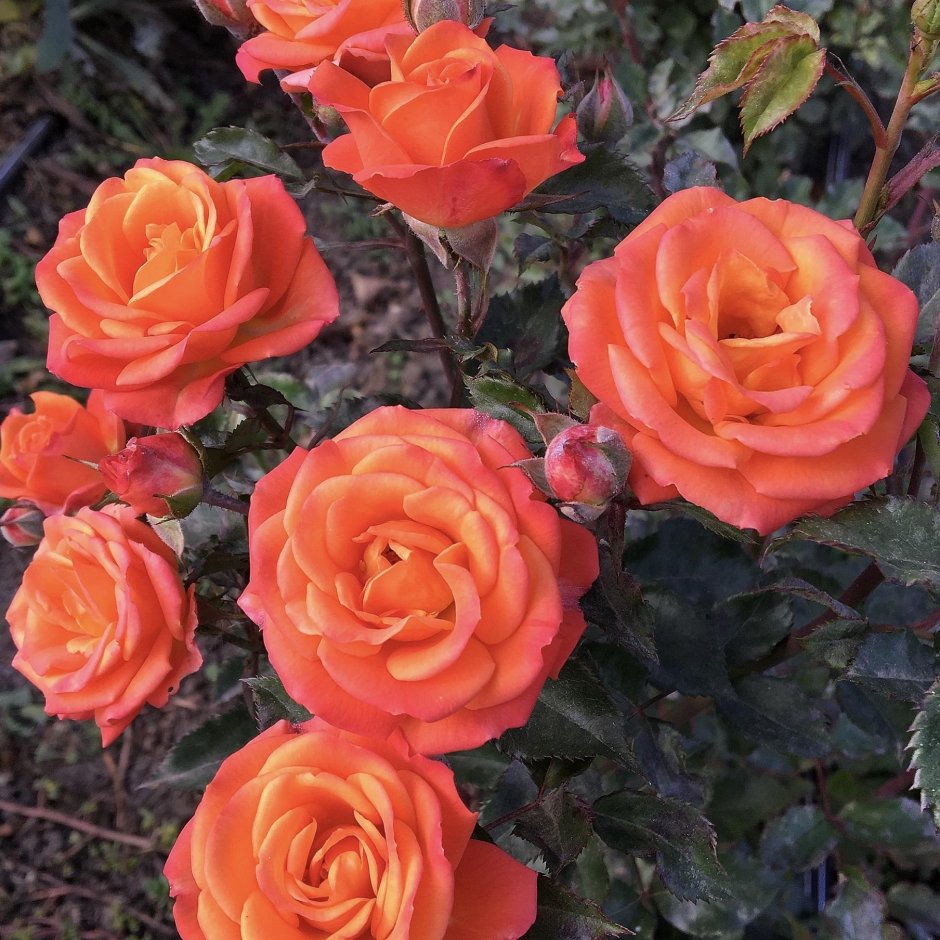 Роза бордюрная оранж
