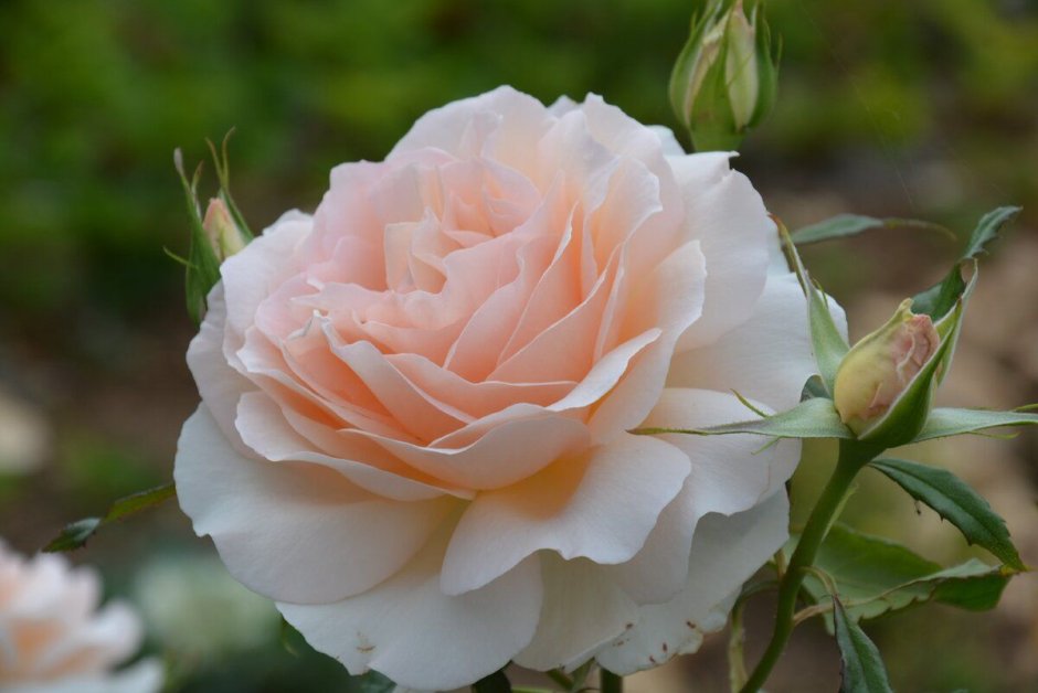Роза чайно-гибридная "Chandos Beauty" (Чандос Бьюти)
