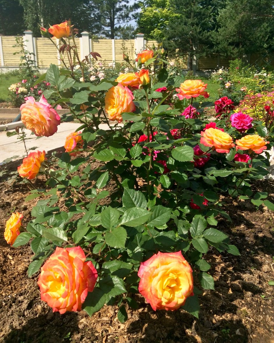 Роза (Gartenspass) флорибунда