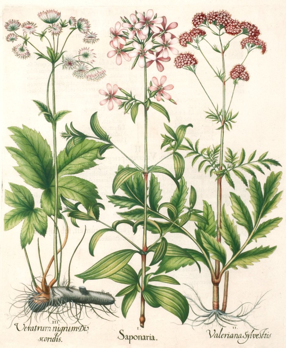 Астранция Ботаническая иллюстрация