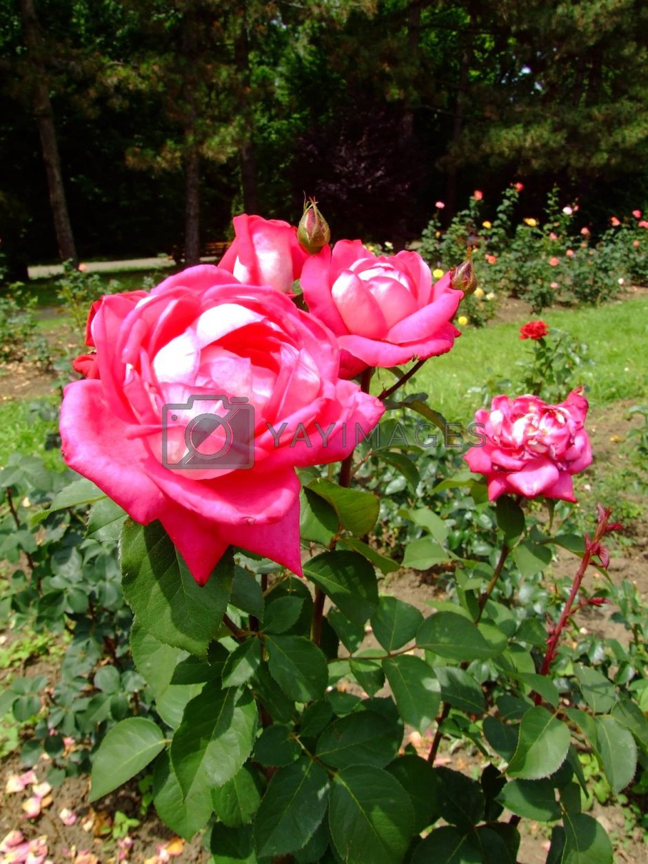 Роза акапелла в саду