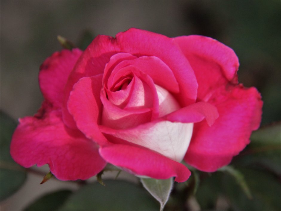 Роза чайно-гибридная акапелла