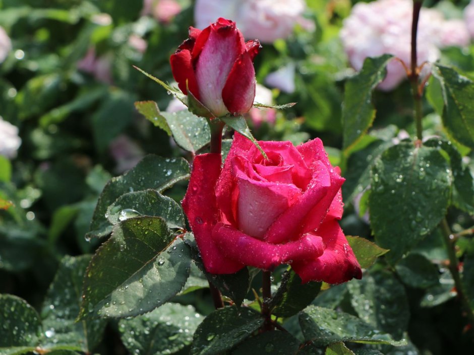 Роза акапелла (ч.-гибрид, розов) Волжский сад