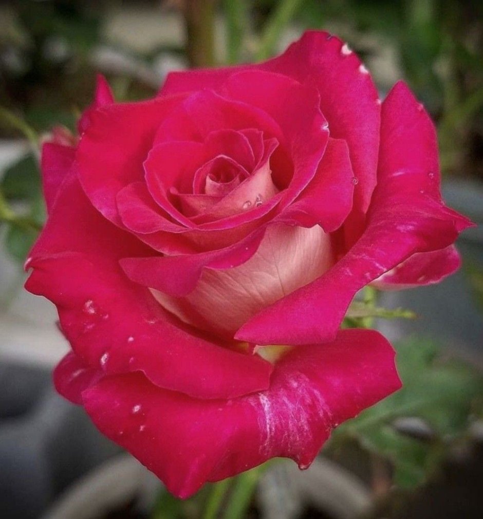 Роза акапелла