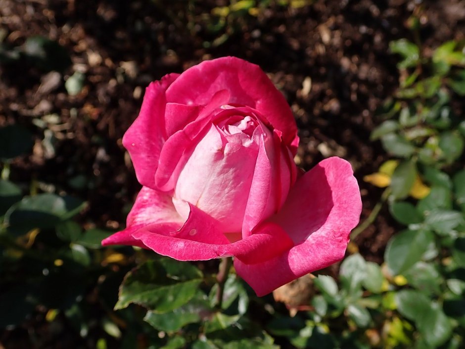 Роза Acapella