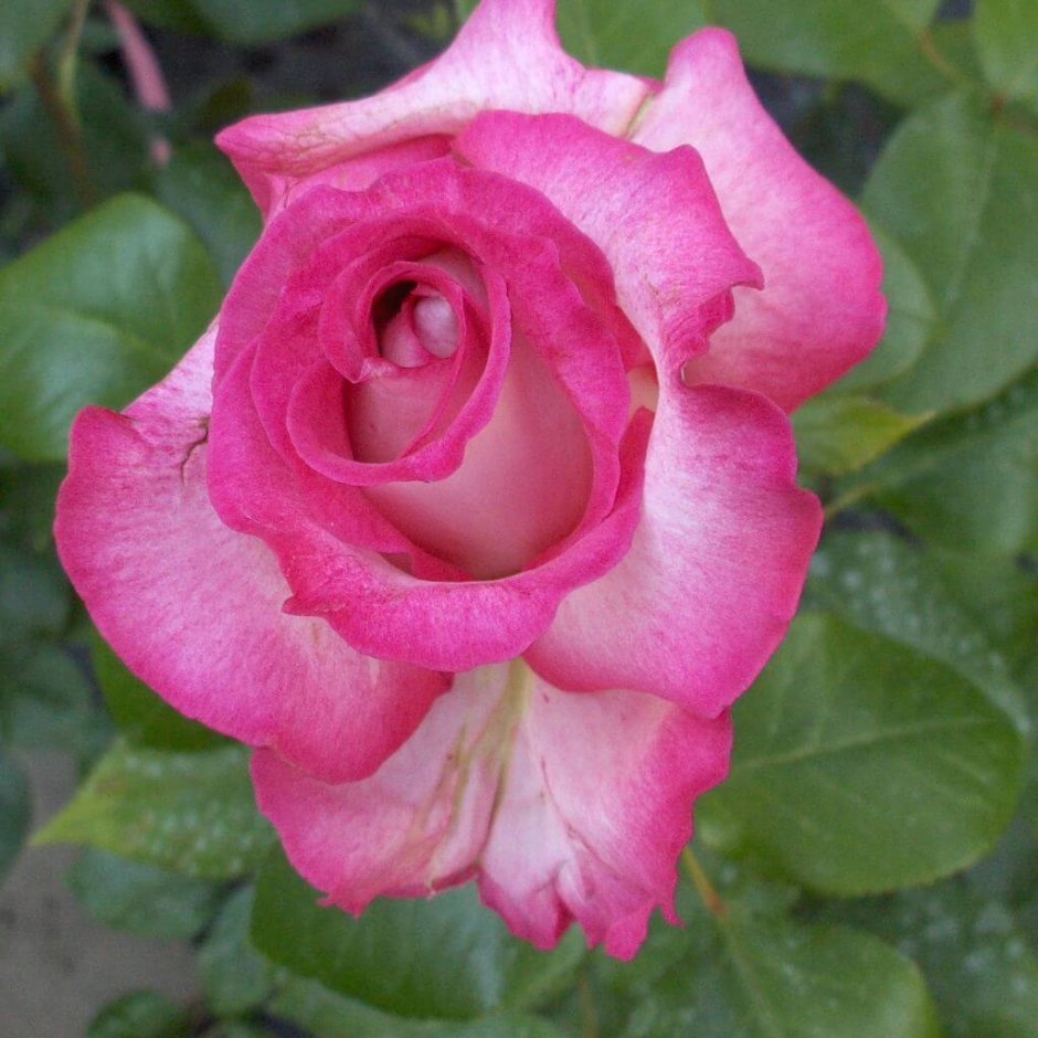 Роза Charlie Ausgreen