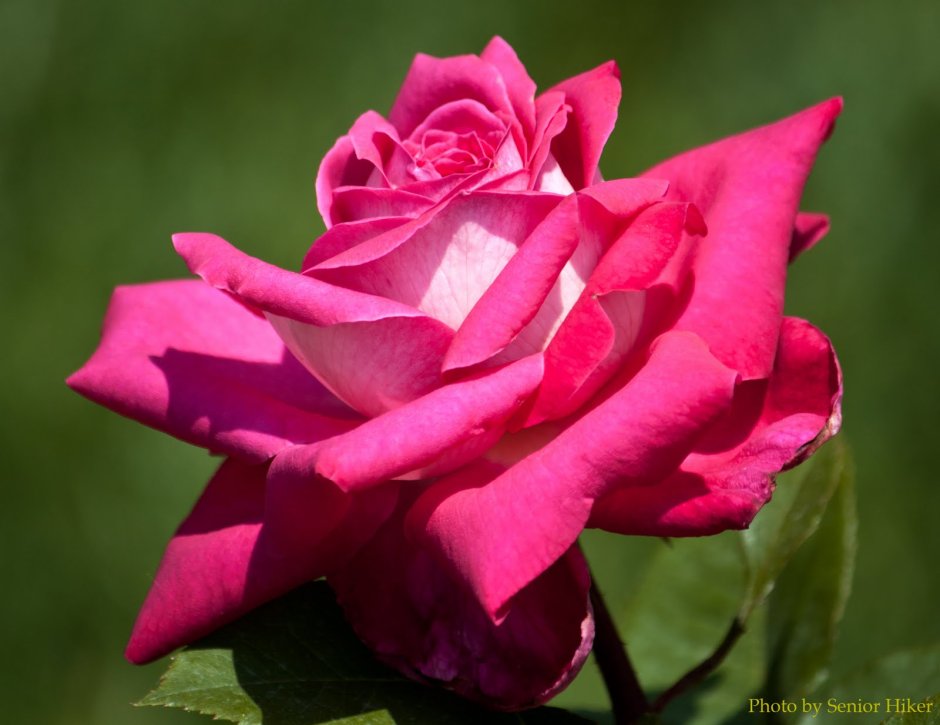 Роза чайно-гибридная Acapella