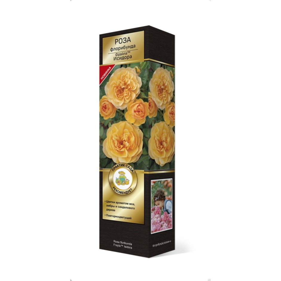 Роза флорибунда Фрайла Исидора h37 см