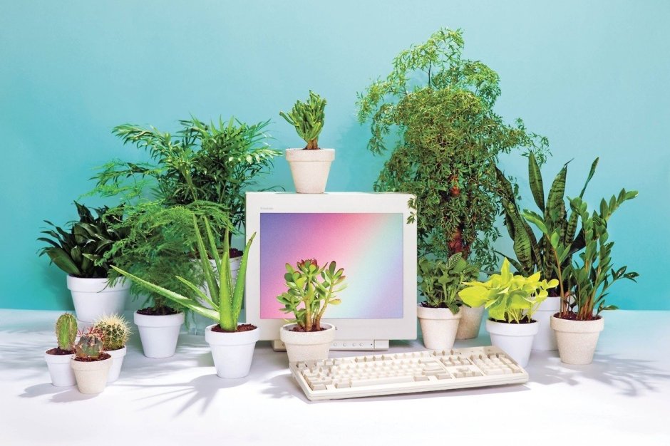 Офисные растения
