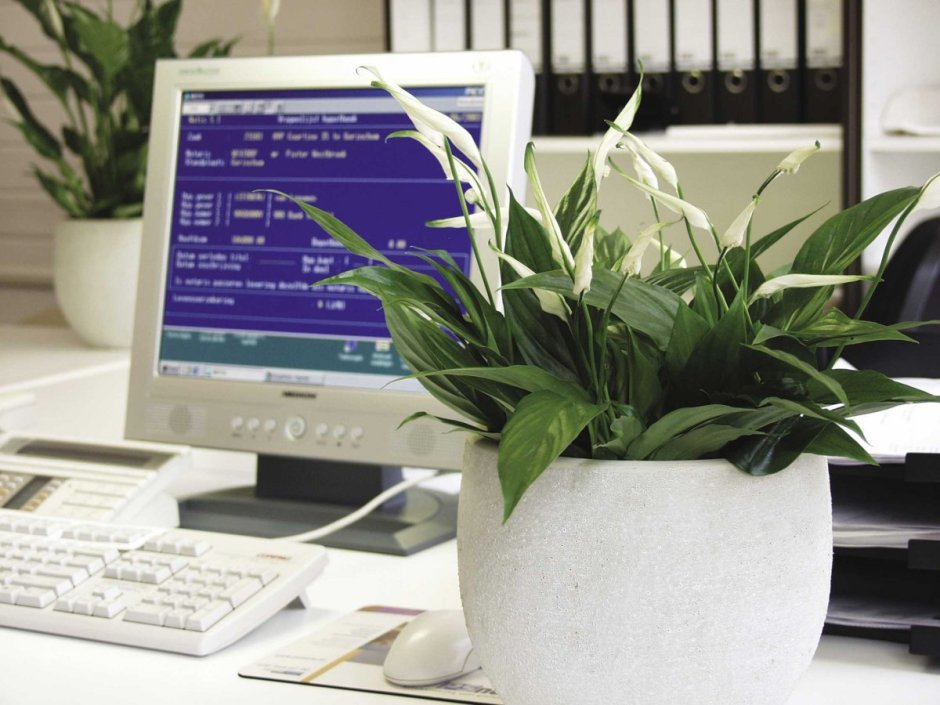 Красивые офисные растения