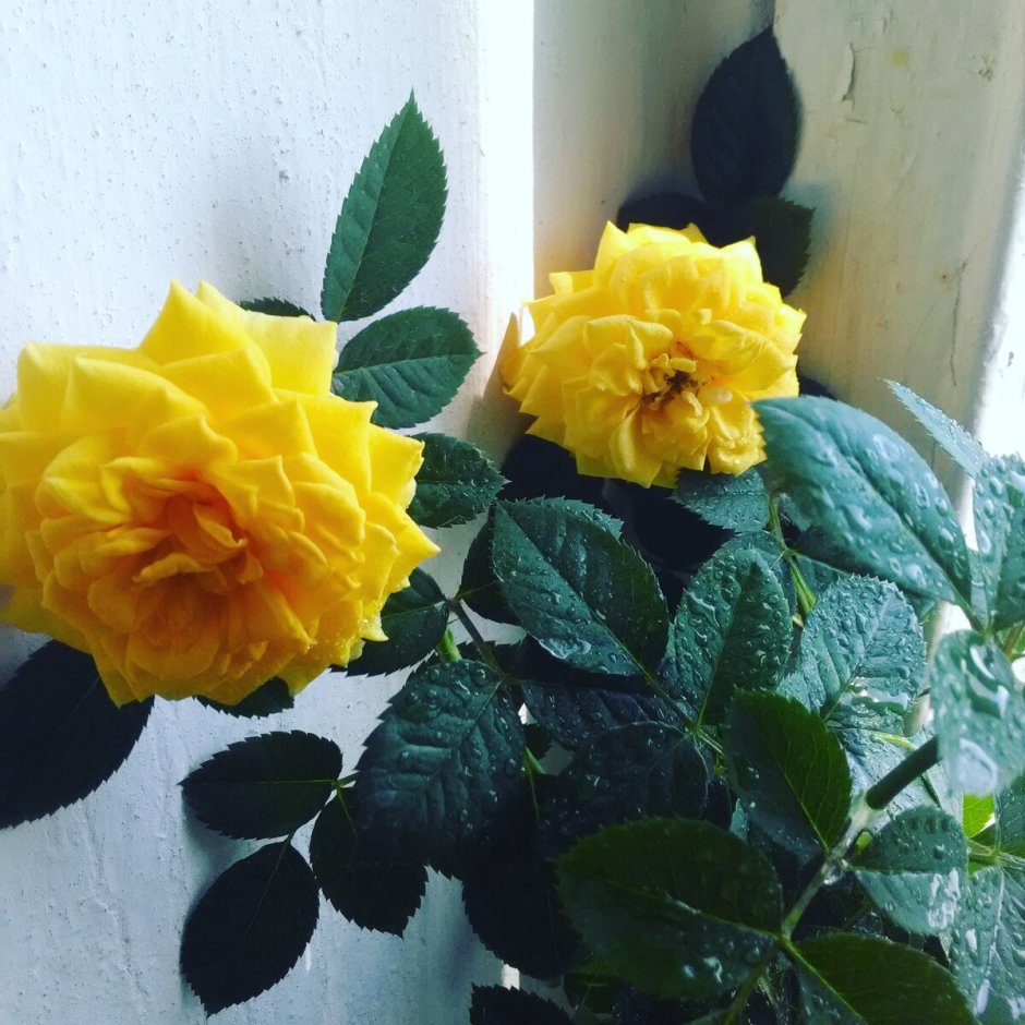 Комнатные розы выращивание в квартире отзывы